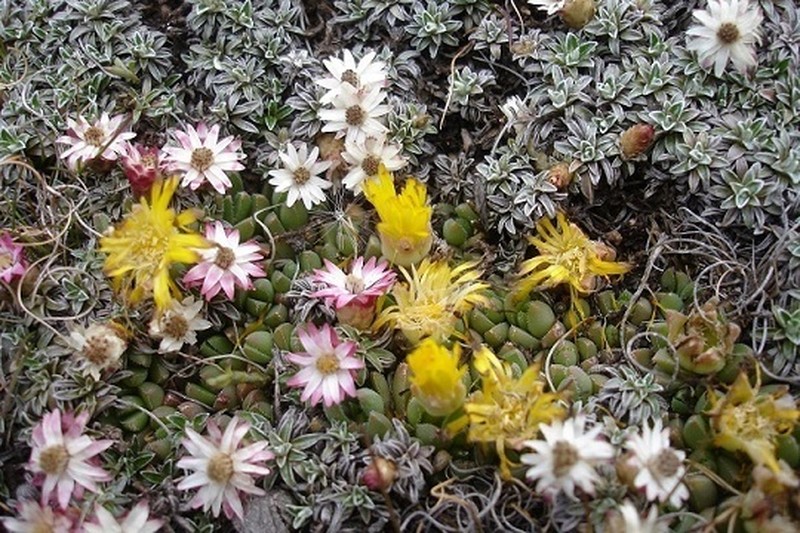 Delosperma frantiskae-niederlovae photo 3