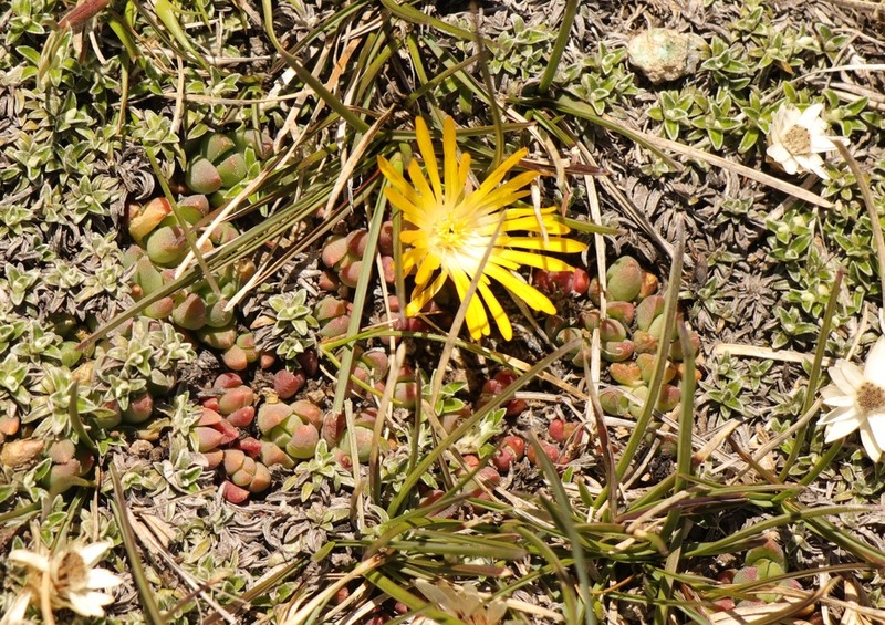 Delosperma frantiskae-niederlovae photo 4