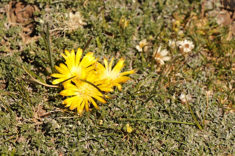 Delosperma frantiskae-niederlovae photo 5