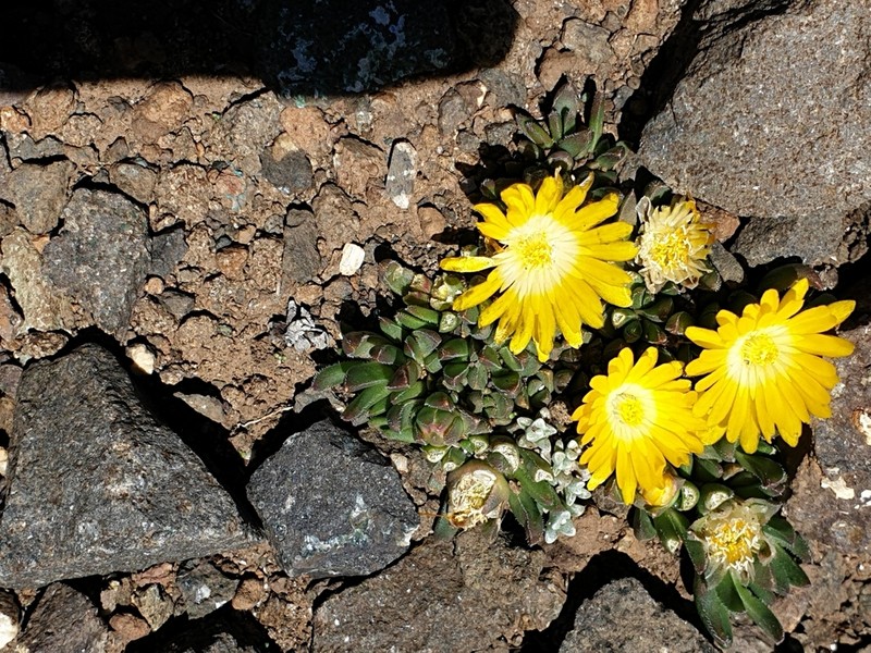 Delosperma frantiskae-niederlovae photo 6