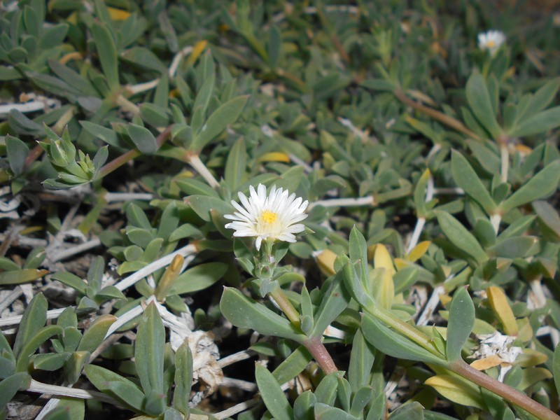 Seaside Delosperma photo 4