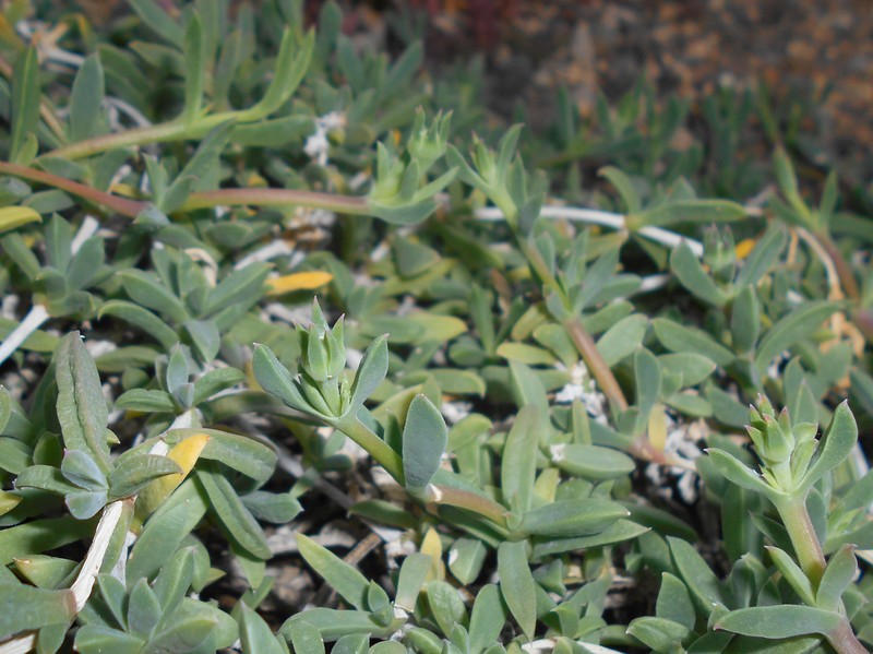 Seaside Delosperma photo 5