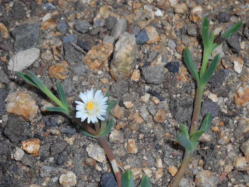 Seaside Delosperma photo 6
