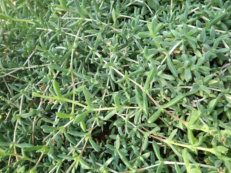 Seaside Delosperma photo 7