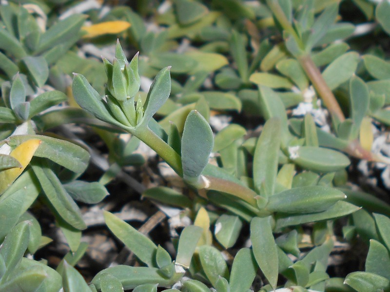 Seaside Delosperma photo 2
