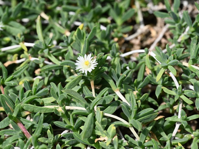 Seaside Delosperma photo 3