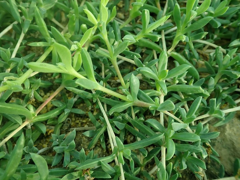 Seaside Delosperma photo 8