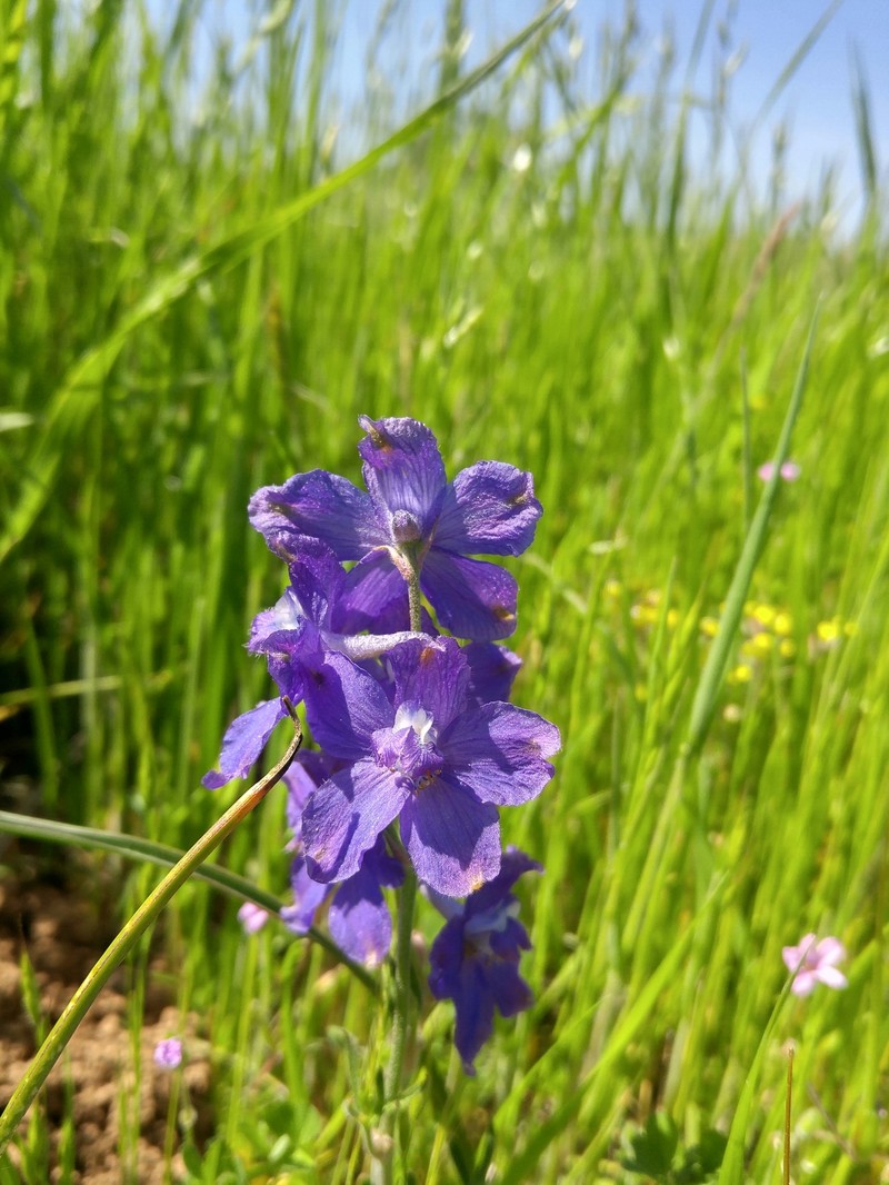 Larkspur