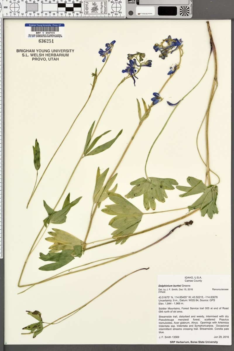 Larkspur photo 2