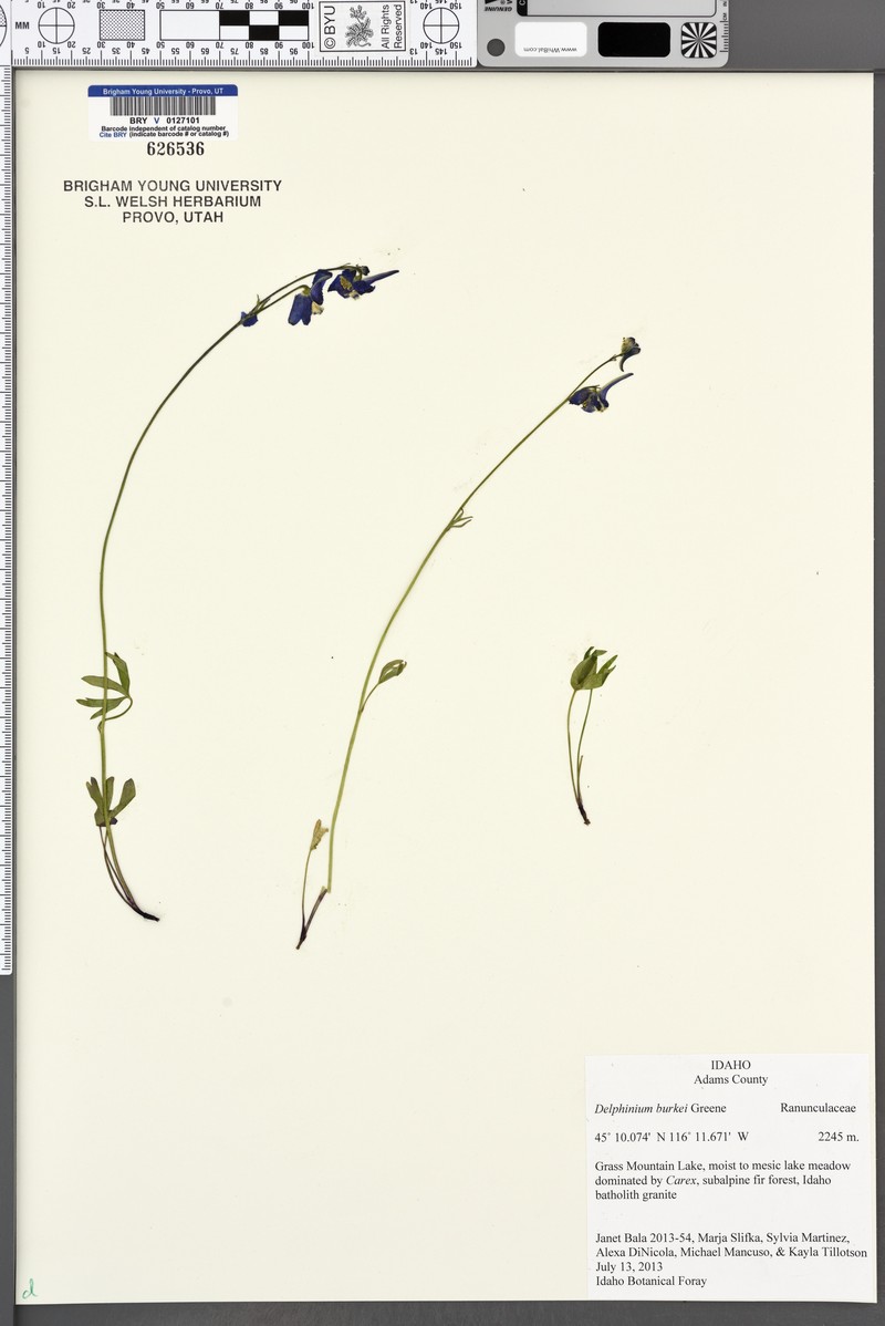 Larkspur photo 3