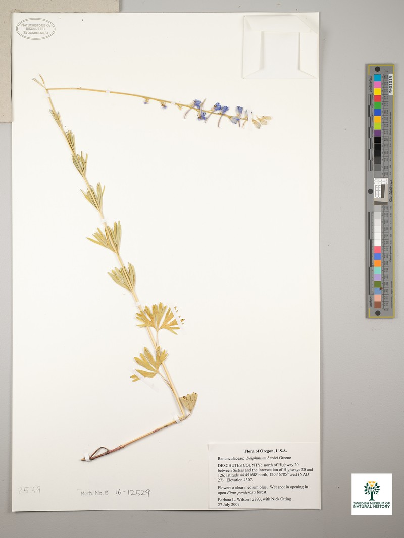 Larkspur photo 4