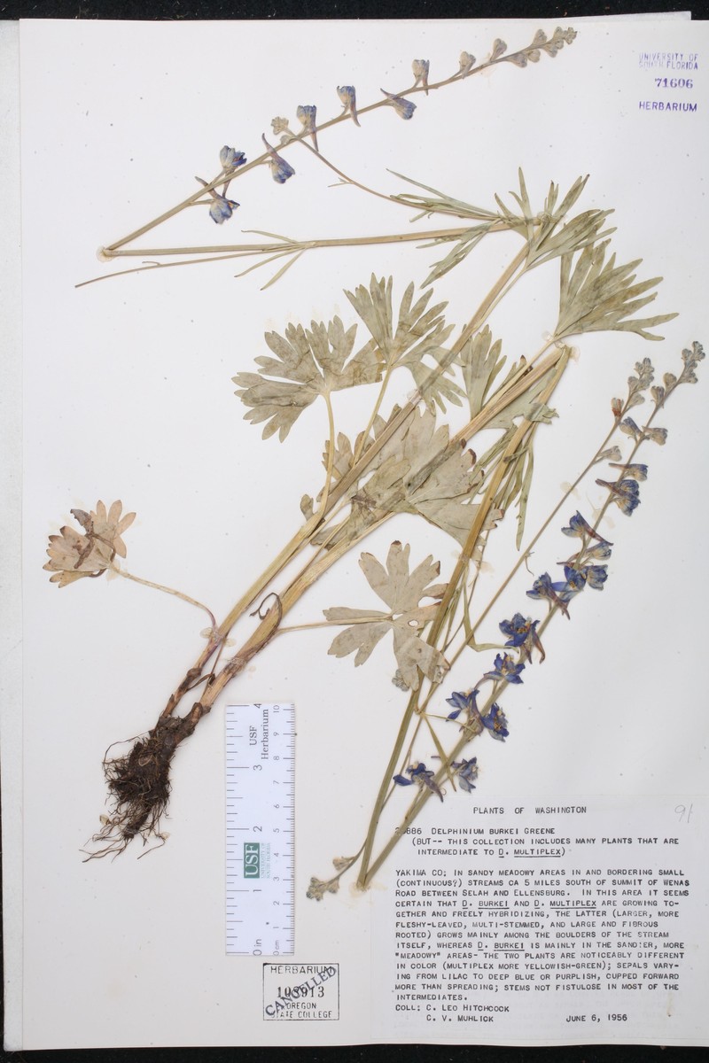 Larkspur photo 5