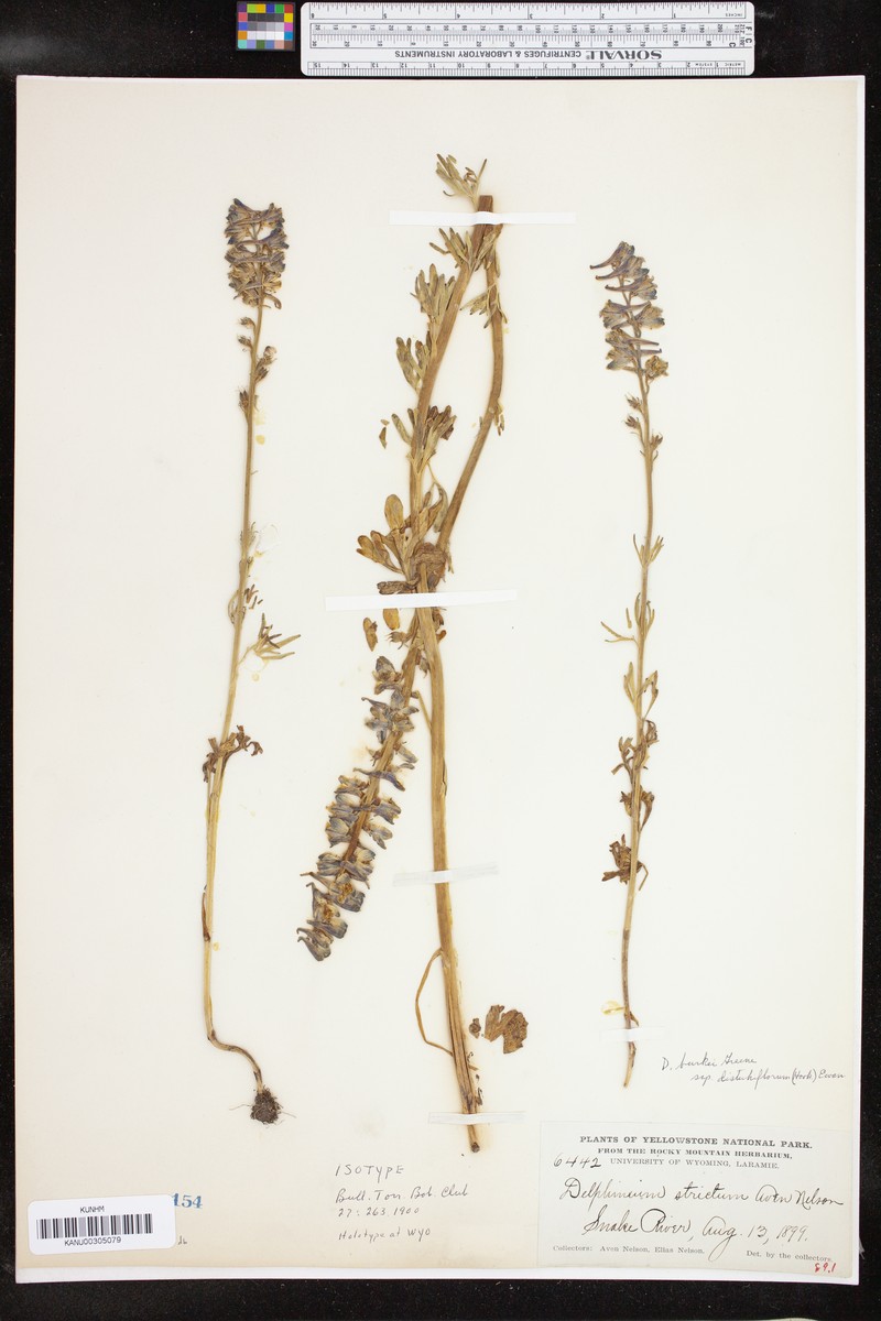 Larkspur photo 6