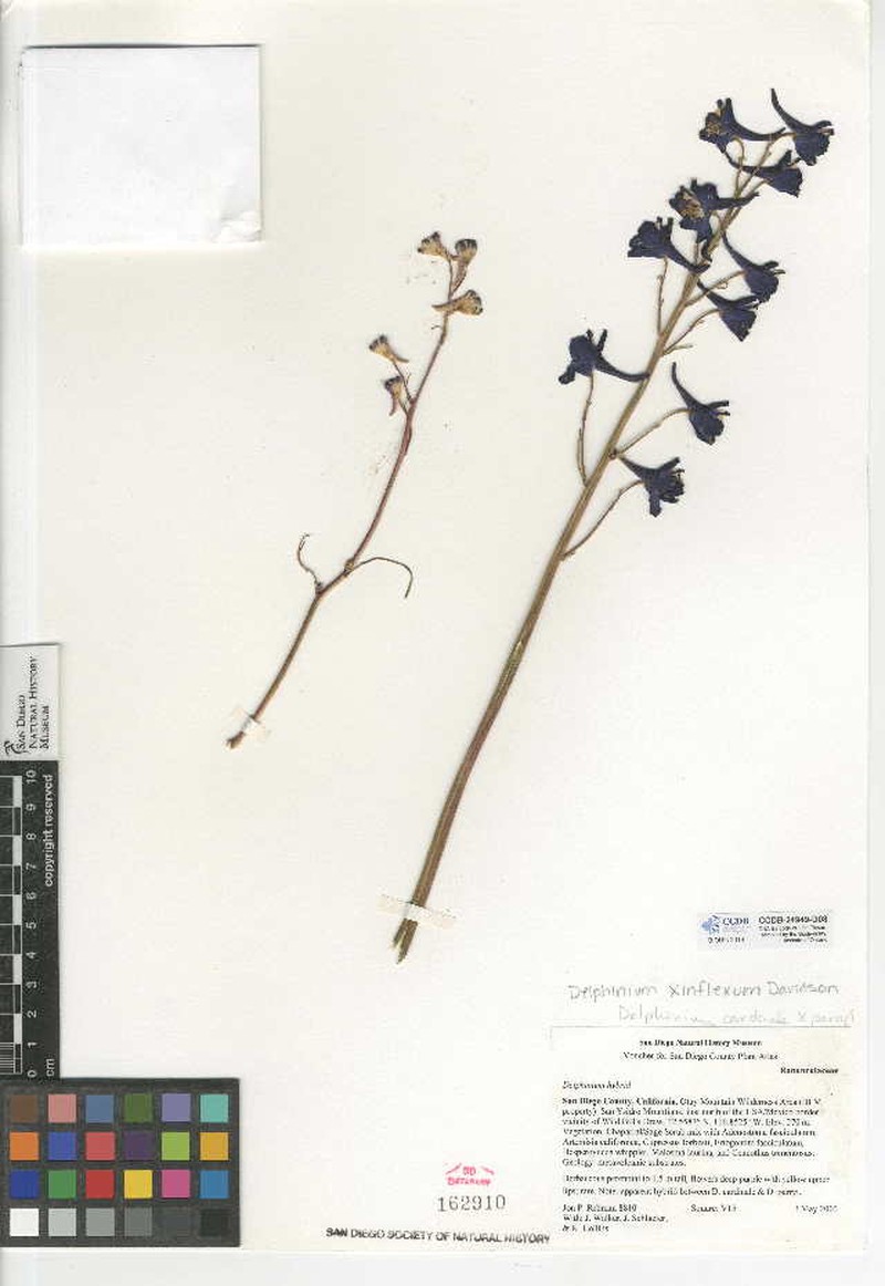 Delphinium × inflexum