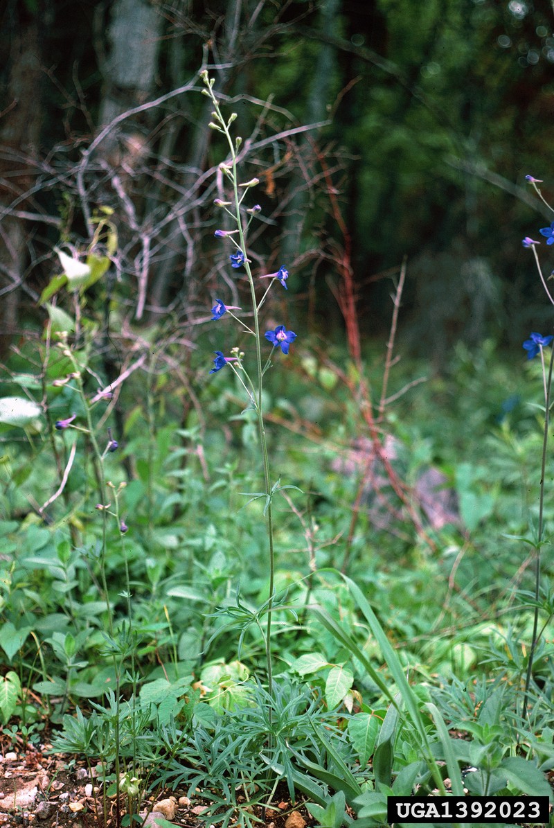 Alabama Larkspur