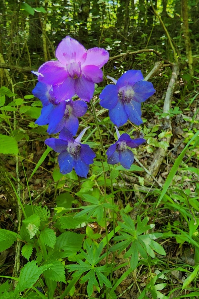 Alabama Larkspur
