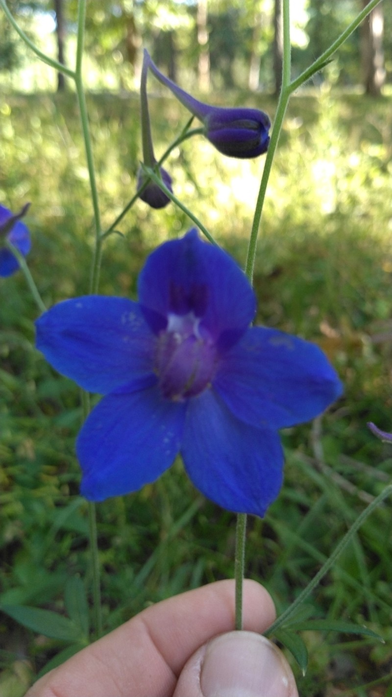 Alabama Larkspur photo 2