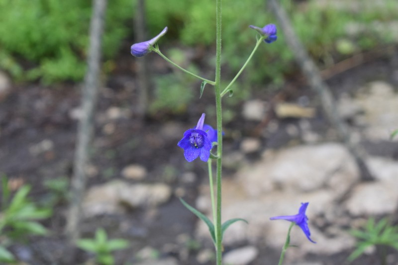 Alabama Larkspur photo 3