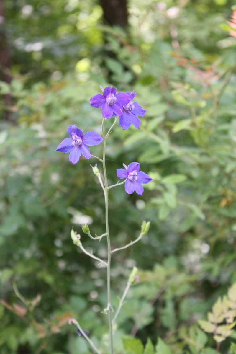 Alabama Larkspur photo 5