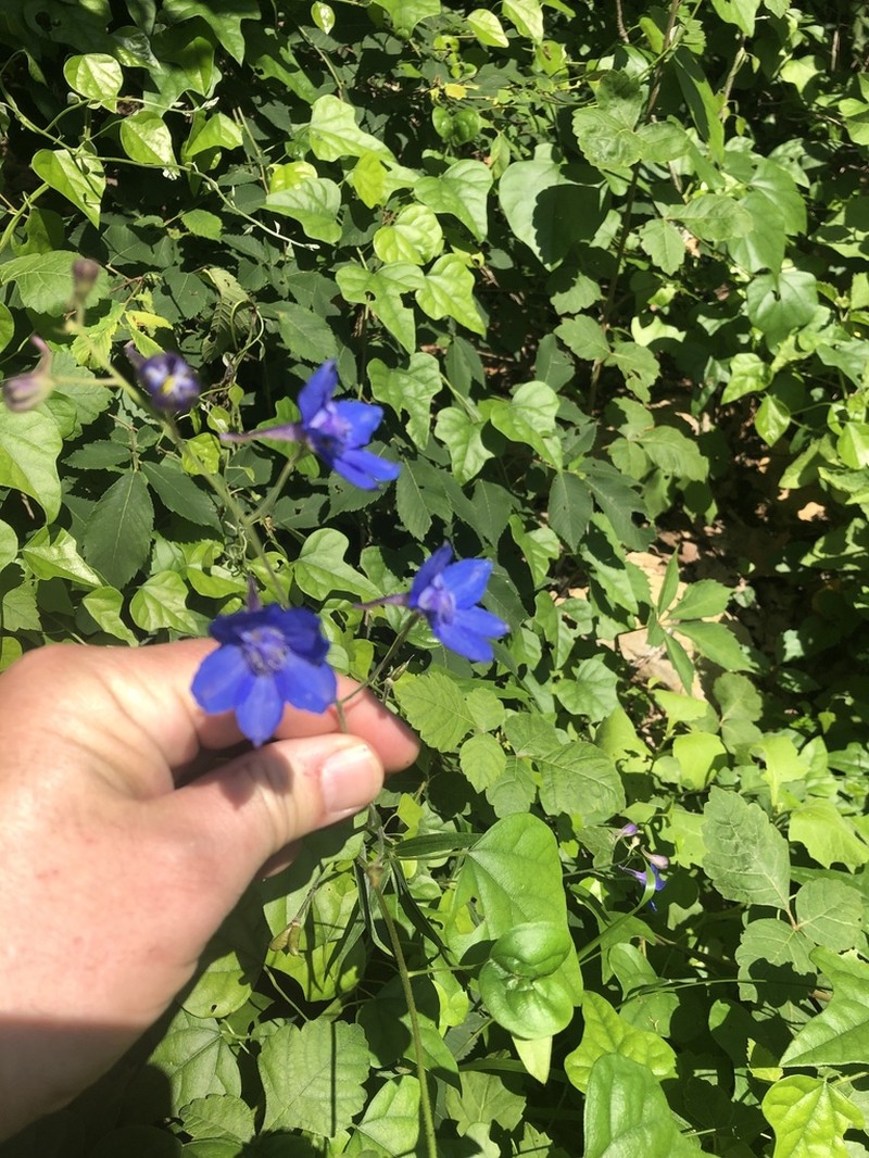 Alabama Larkspur photo 6