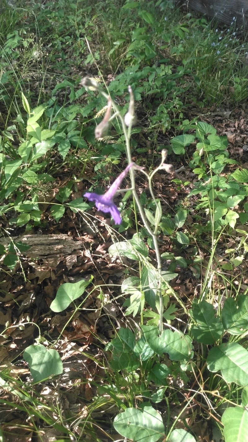 Alabama Larkspur photo 7