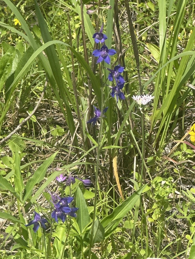Alabama Larkspur photo 8