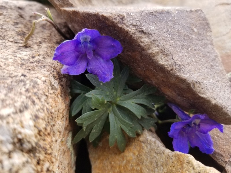 Colorado Larkspur