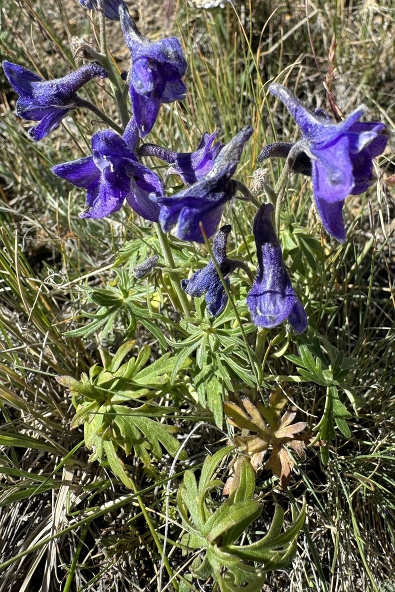 Colorado Larkspur photo 2
