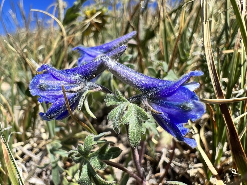 Colorado Larkspur photo 3