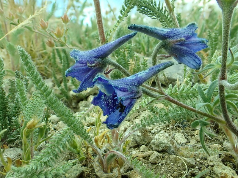 Colorado Larkspur photo 4