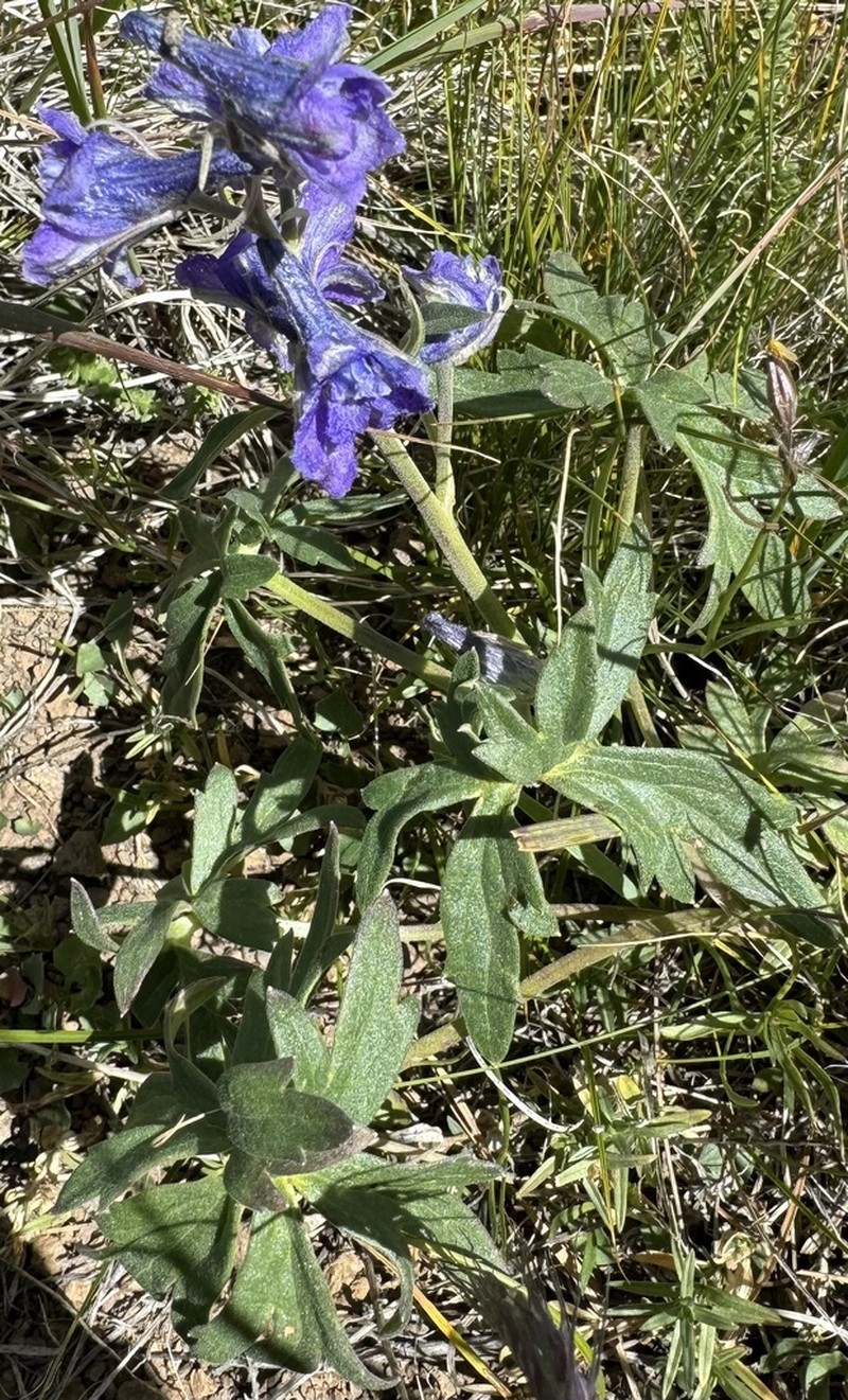 Colorado Larkspur photo 5