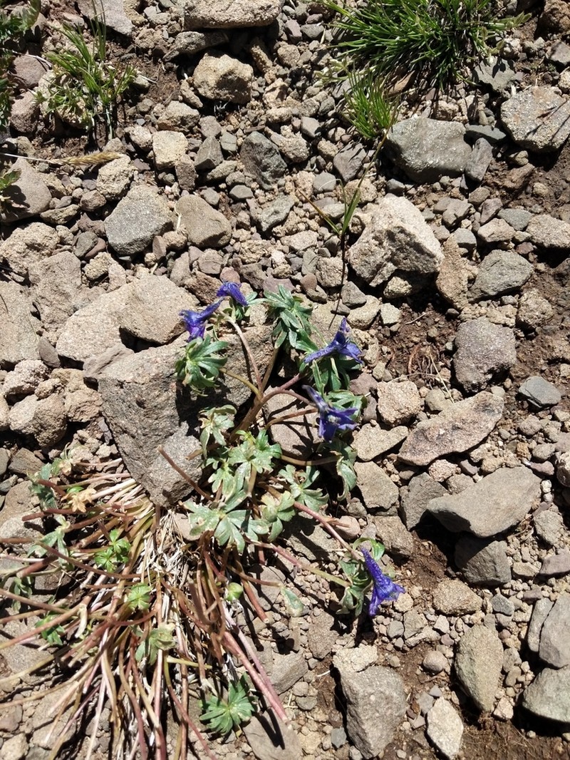 Colorado Larkspur photo 6