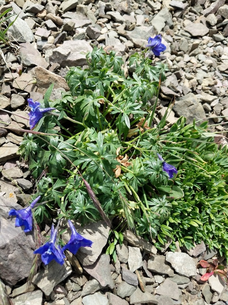 Colorado Larkspur photo 7