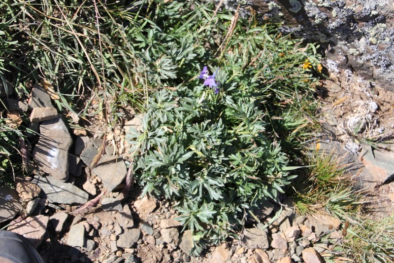 Colorado Larkspur photo 8