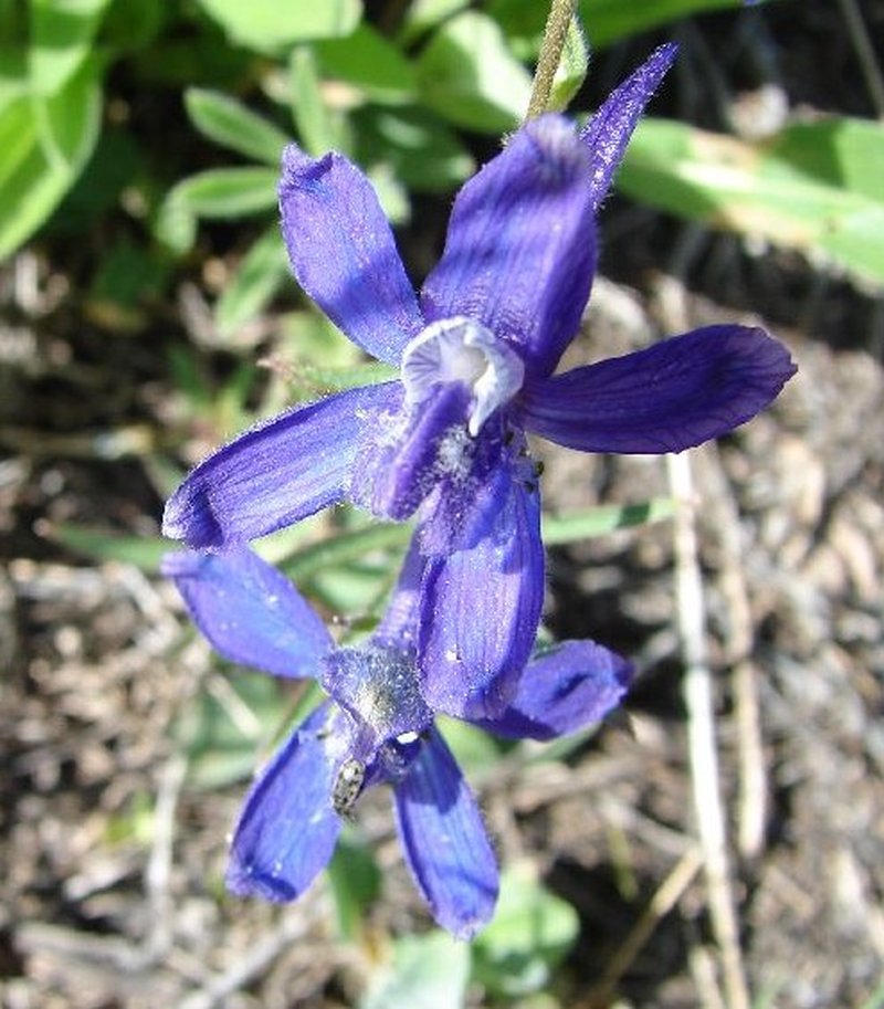Anderson's Larkspur