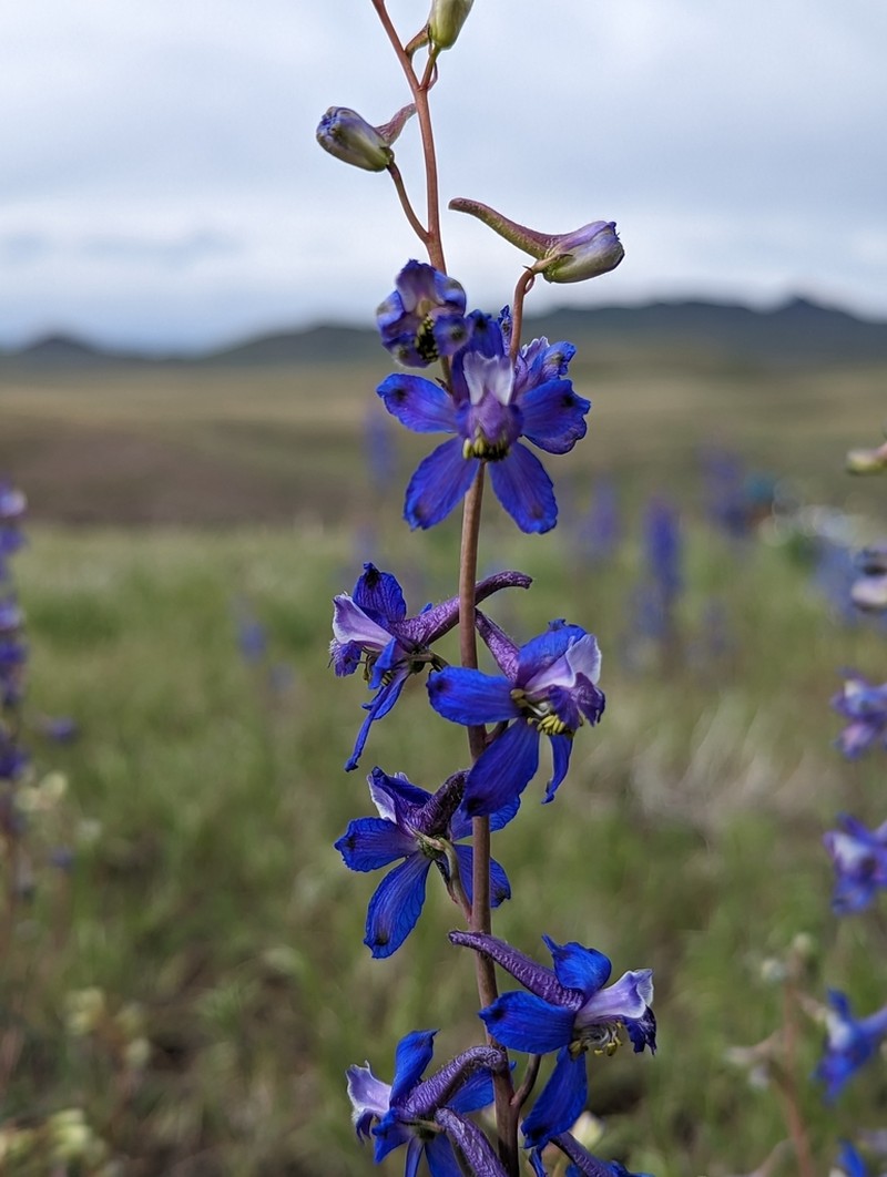 Anderson's Larkspur