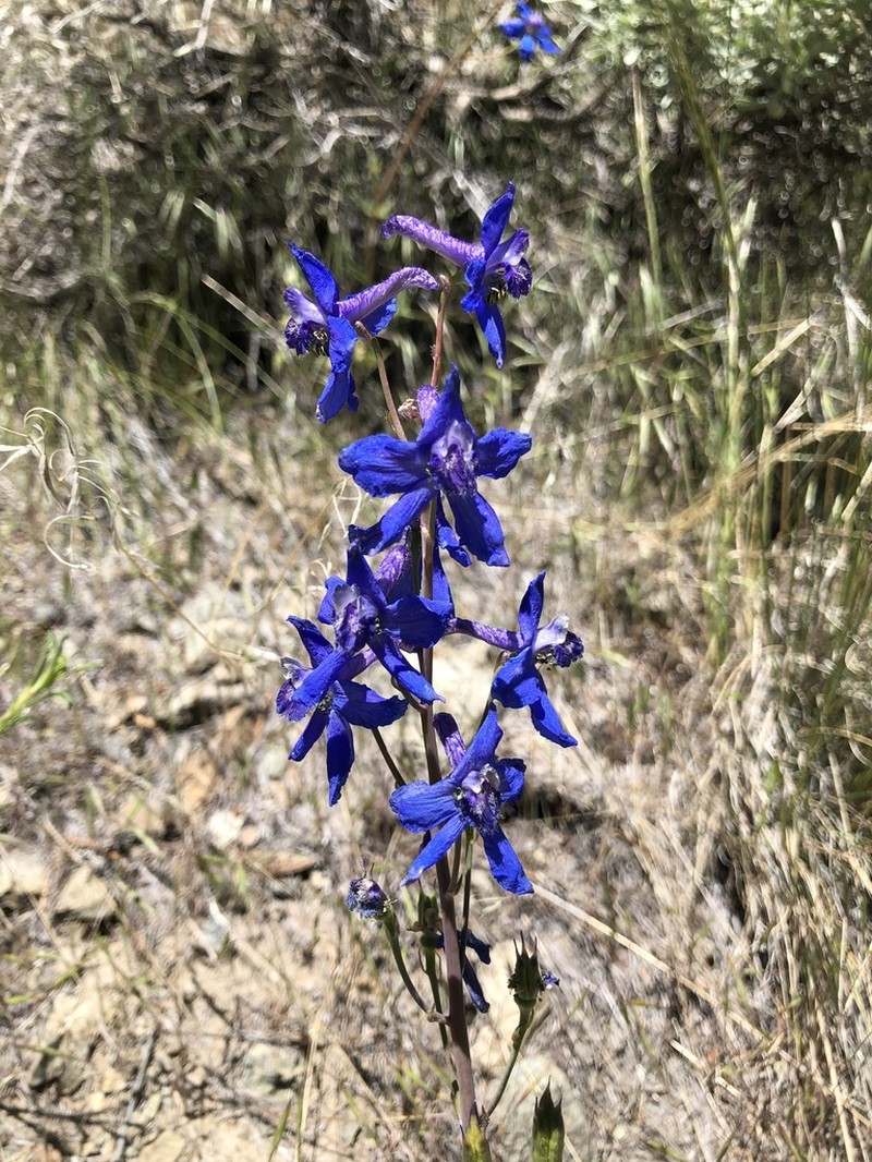 Anderson's Larkspur photo 2
