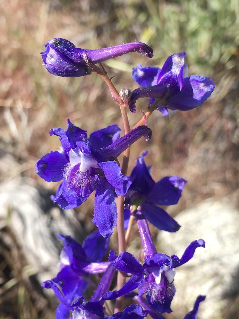 Anderson's Larkspur photo 3