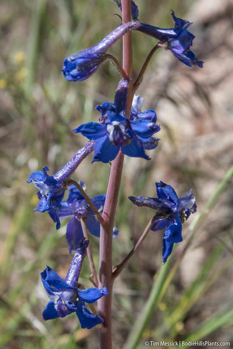 Anderson's Larkspur photo 4