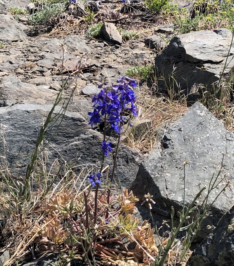 Anderson's Larkspur photo 5
