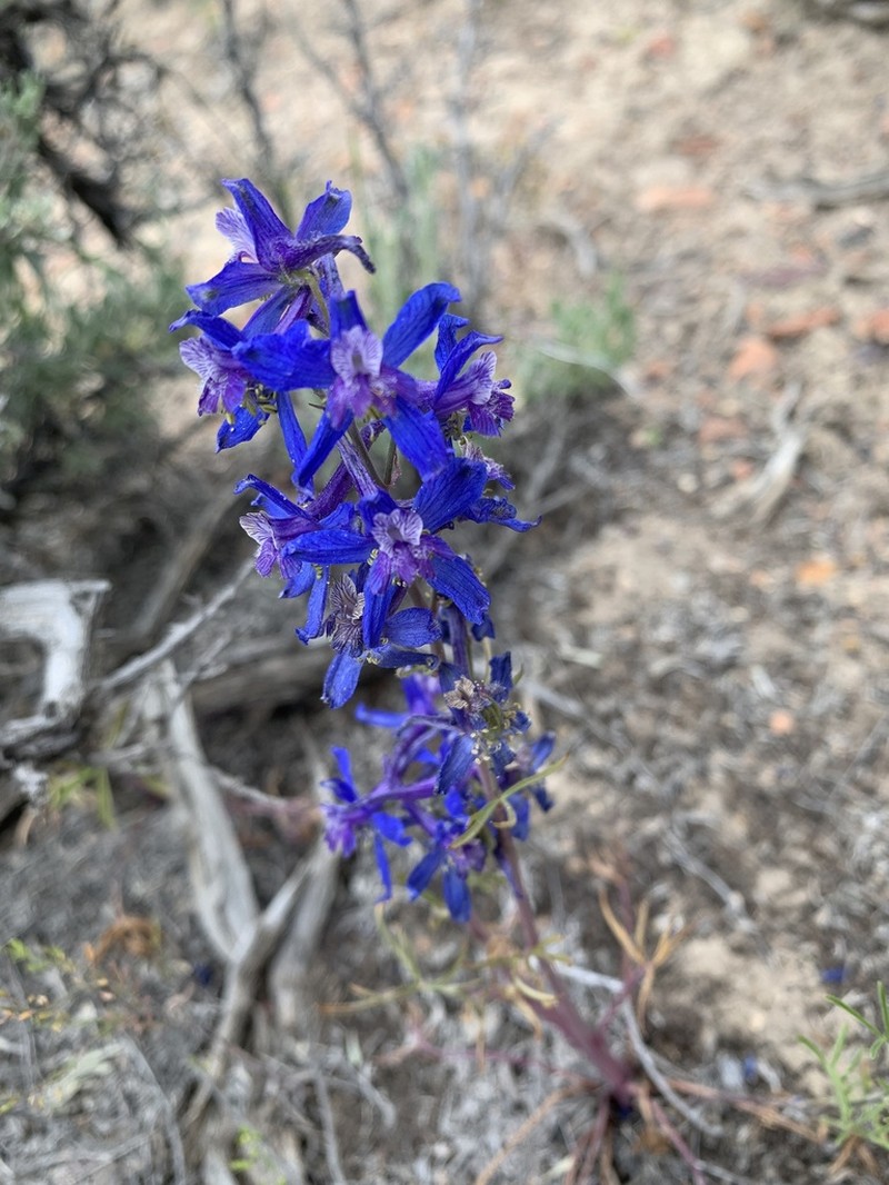 Anderson's Larkspur photo 6