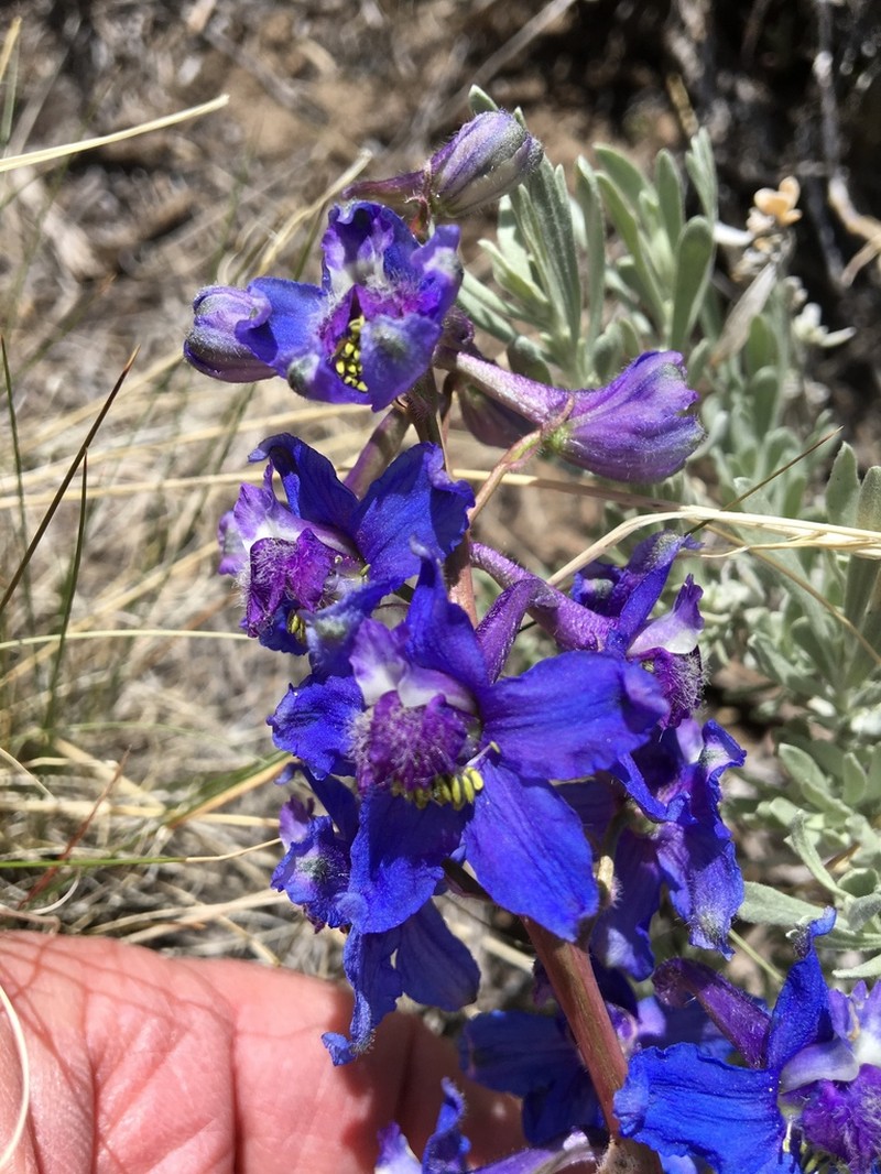Anderson's Larkspur photo 7