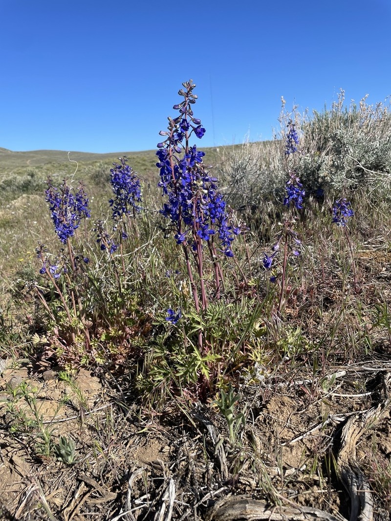 Anderson's Larkspur photo 8