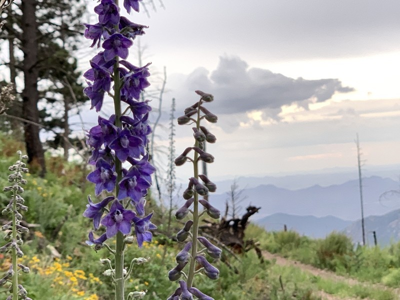 Chiricahua Mountain Larkspur
