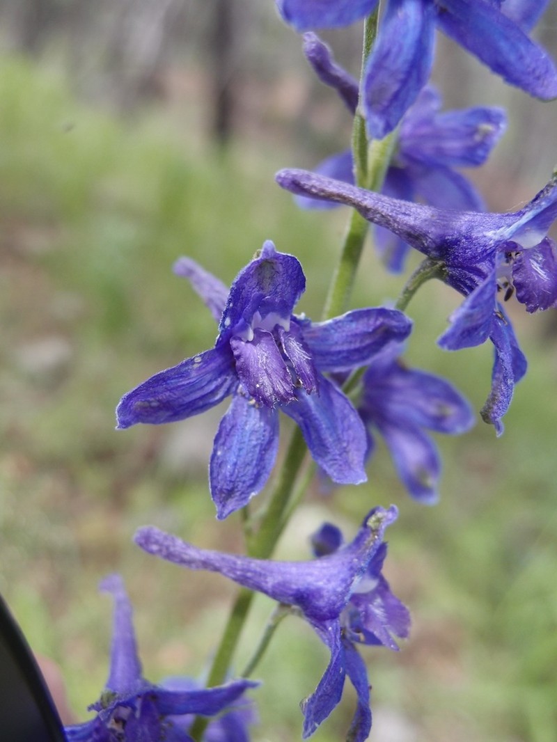 Chiricahua Mountain Larkspur photo 2