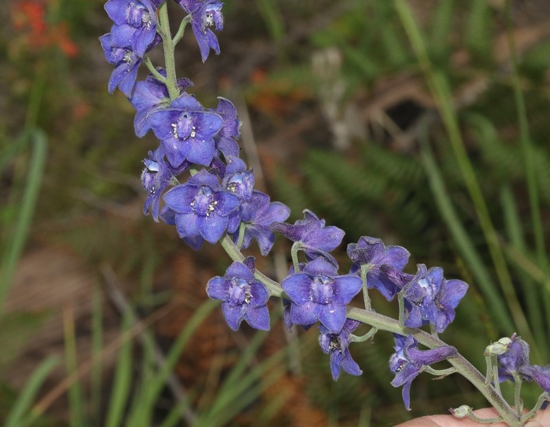 Chiricahua Mountain Larkspur photo 3