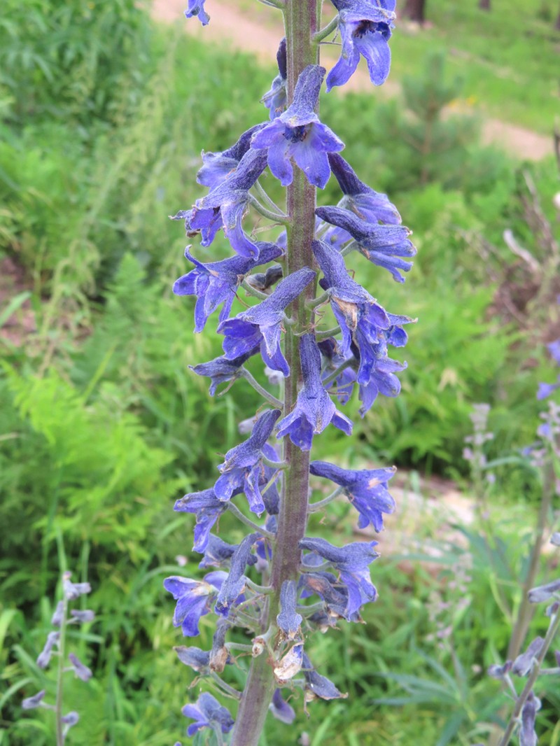 Chiricahua Mountain Larkspur photo 4