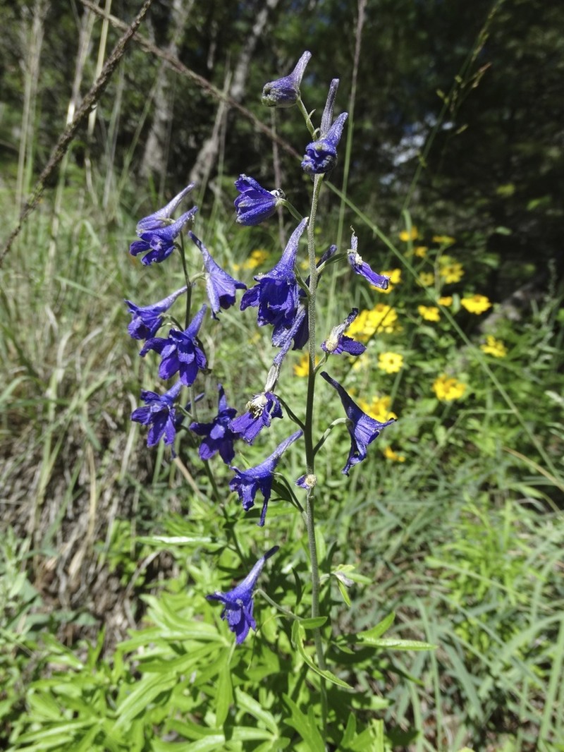 Chiricahua Mountain Larkspur photo 5