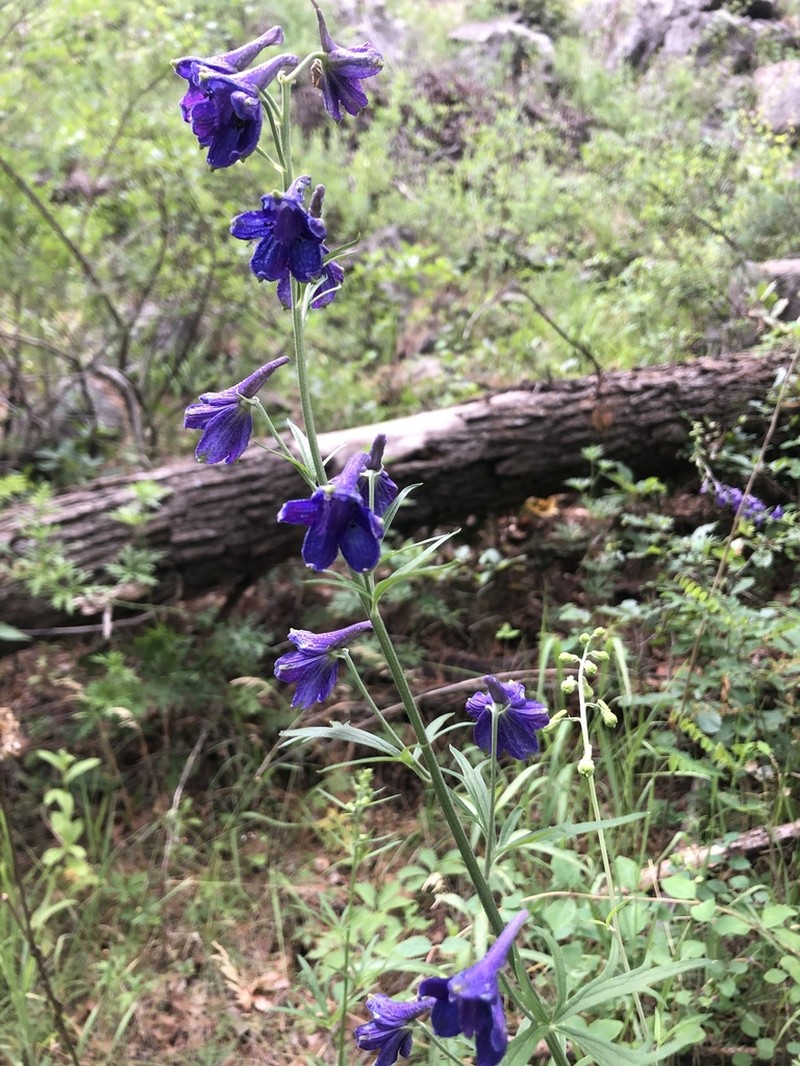 Chiricahua Mountain Larkspur photo 6