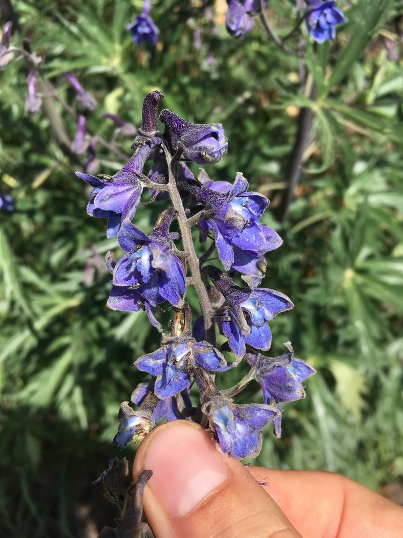 Chiricahua Mountain Larkspur photo 7